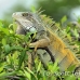 iguana_spinytailed_black_gua_h_0013_ecu0013.jpg
